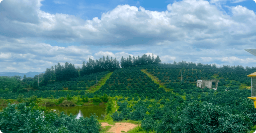 Xinfeng Juchengxiang Family Farm