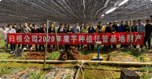 Yunnan 5K-Acre Konjac Base—China's Largest