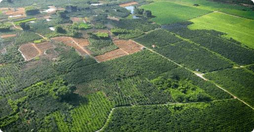 Sichuan 1K-Acre Citrus Technical Trusteeship