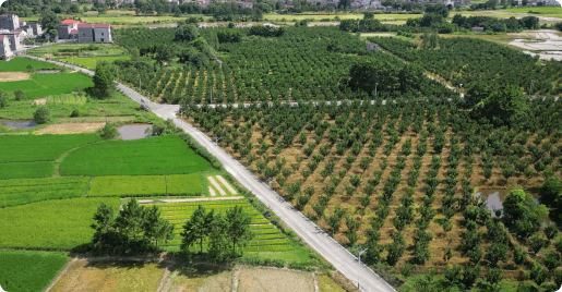 Jiangxi 1K-Acre Pomelo Cooperative