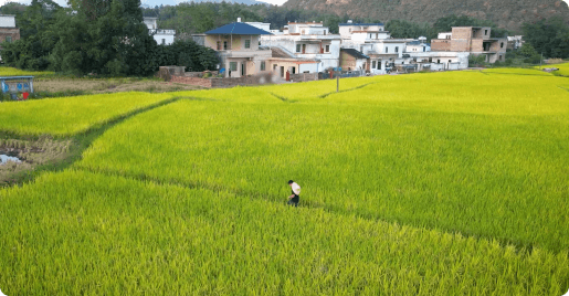 Qingyuan 5K-Acre Rice Base